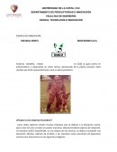 EJEMPLO DE INNOVACIÓN: ESCUELA DOG’S EDUCATION S.A.S.