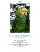 Ensayo Loro Cabeza Amarila