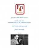 BASES BIOLÓGICAS DEL COMPORTAMIENTO