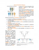 Herencia Autosómica Recesiva