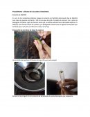 Efectos de la luz sobre la fotosíntesis