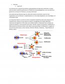 Inflamación y citocinas