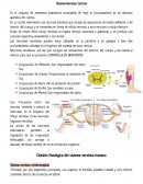 Sistema Nervioso Central
