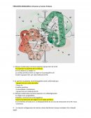 PREGUNTAS BIOQUIMICA. Estructura y Funcion Proteica