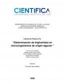 Determinación de triglicéridos en microorganismos de origen lagunar