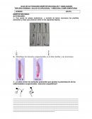 GUIA DE ACTIVIDADES MORFOFUNCIONALES Y HABILIDADES