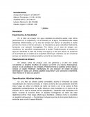 Informe de lipidos