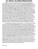 El trigo y su gran produccion