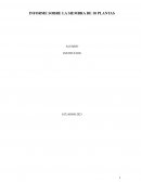 INFORME SOBRE LA SIEMBRA DE 10 PLANTAS