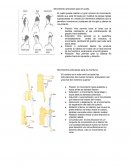 Galeria deportiva