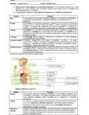 MORFOFISIOLOGÍA- TALLER TRACTO GASTROINTESTINAL