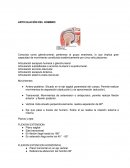 Articulacion del hombro