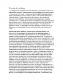 El mercado de la marihuana