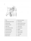 TALLER ANATOMIA