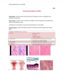 Anatomía Patológica- GLOBAL