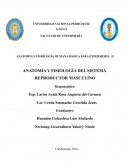 Anatomía y fisiología del sistema reproductor masculino