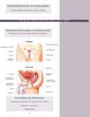 Aparato reproductor masculino y femenino