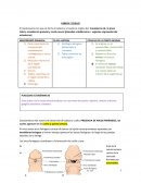 Cabeza y Cuello Embriología