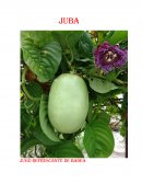 PLAN DE MARKETING empresa JUBA S.A.S