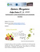 PURIFICACIÓN Y CARACTERIZACIÓN DE UN FLAVONOIDE (RUTINA)