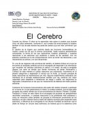 Ensayo sobre el cerebro