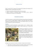 Análisis de obra. El Jardín de las delicias