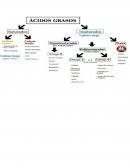 Ácidos grasos. ﻿Fuentes alimentarias de lípidos