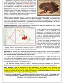 Rana de la Patagonia en Peligro de Extinción