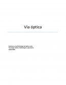 Vía óptica