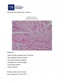 PRACTICA N° 4 QUÍMICA BIOLÓGICA