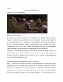 Análisis PELÍCULA CIUDADANO X