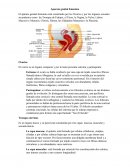 Aparato genital femenino