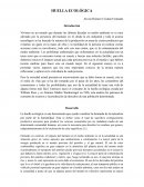 Huella Ecológica