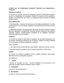 ¿Cuáles son los bioelementos primarios? Describa sus componentes y funciones