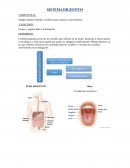 Sistema digestivo
