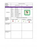 Haemonchus contortus