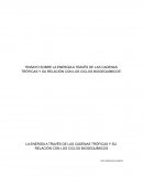 Ensayo sobre la energía a través de las cadenas tróficas y su relación con los ciclos biogequímicos