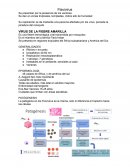 Flavivirus