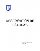 Observación de célula de cebolla