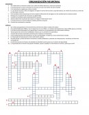 Organizacion neuronal crucigrama