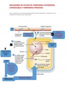 MECANISMO DE ACCION DE HORMONAS ESTEROIDEAS LOPOSOLIBLES Y HORMONAS TIROIDEAS