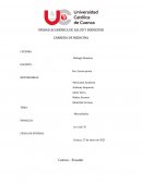 SARS-CoV-2 secuestra las mitocondrias