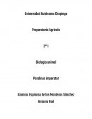 Biología animal Pandinus imperator