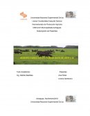 Agropecuaria Santa Teresa Hato de Dios C.A