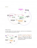RESOLUCION DE EJERCICIO DE EMPRESARIAL - SIMULACION-FOREST