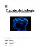 Trabajo de biología . Tiempo de reacción de un impulso nervioso