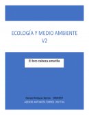 Loro cabeza amarrilla en riesgo de extinción