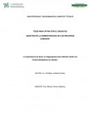 La importancia de tener un Organigrama bien definido dentro de Comercializadoras de calzado