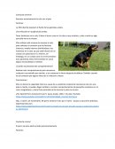Conducta anormal perros