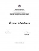Órganos del abdomen